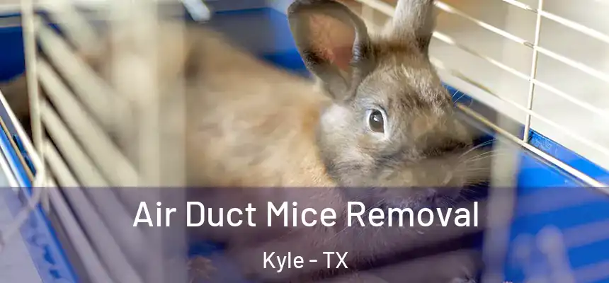  Air Duct Mice Removal Kyle - TX